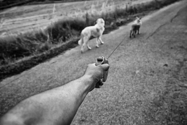 Полевые Собаки Вместе Друзья Животные Природа — стоковое фото