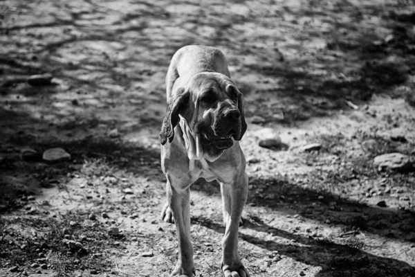 Smutný Pes Ležící Zahradních Zvířatech — Stock fotografie