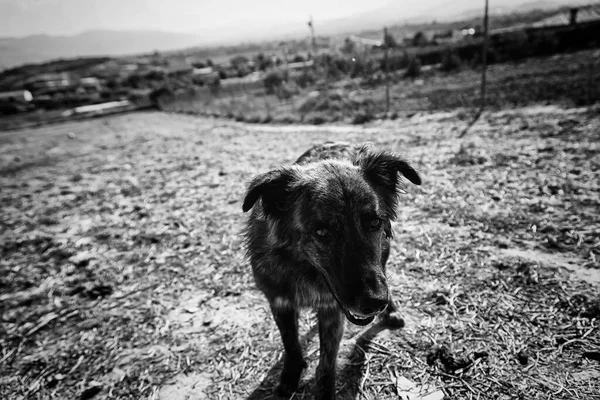 Smutný Pes Ležící Zahradních Zvířatech — Stock fotografie