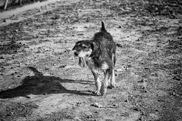 Traurig Aussehender Hund Liegt Auf Gartentieren — Stockfoto
