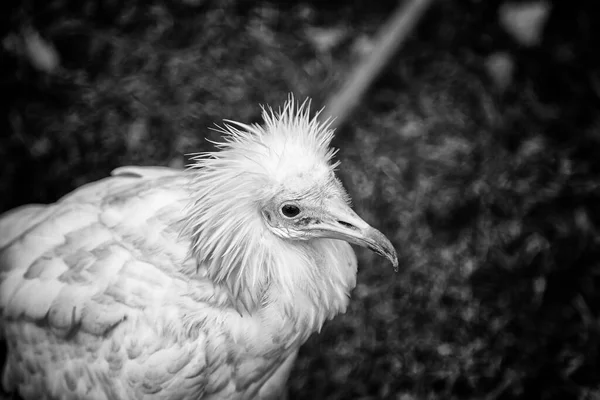 Parque Zoológico Pequeño Águila Cautiverio Animales — Foto de Stock