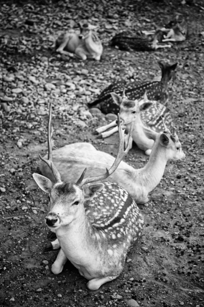 Deer Zoo Lying Natural Park — Stock Photo, Image