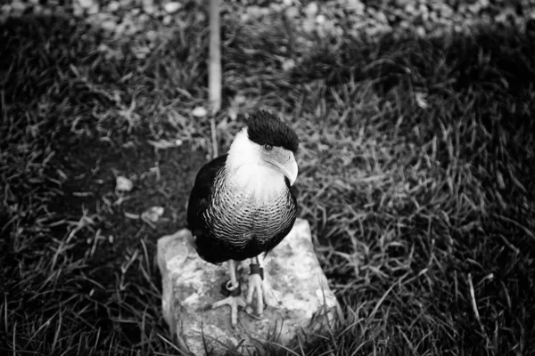 Malá Zoologická Zahrada Parku Eagle Zajetí Zvířata — Stock fotografie