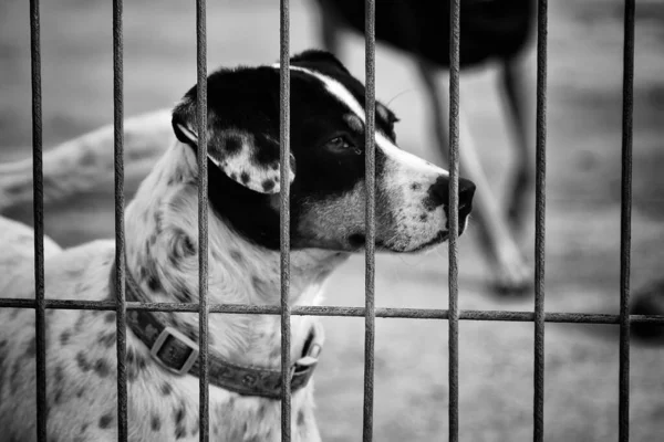 Abandoned dogs in the kennel, animals