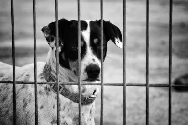 Cães Abandonados Canil Animais — Fotografia de Stock