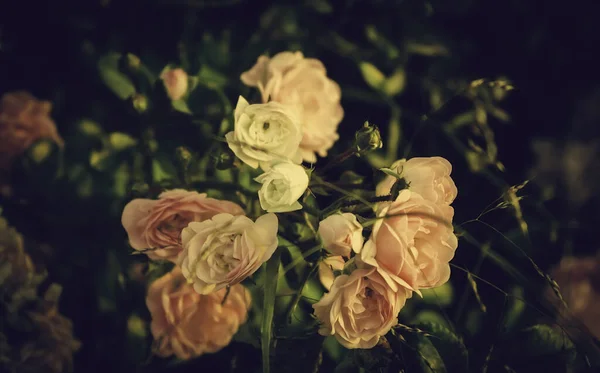 Rosas Parque Natural Com Vegetação Ambiente Plantas — Fotografia de Stock