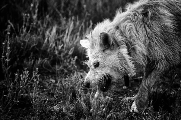 フィールド 動物や自然で骨を食べる猟犬 — ストック写真