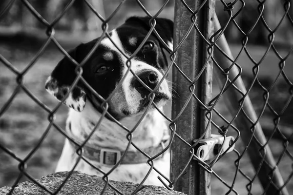 Cães Abandonados Canil Animais — Fotografia de Stock