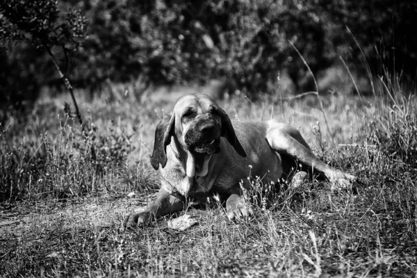 会社の犬の保護者である犬の映画ブラジリロ — ストック写真