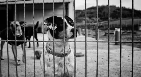 Abandoned Dogs Kennel Animals — Stock Photo, Image