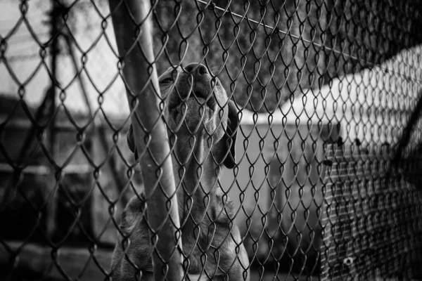 Abandoned Dogs Kennel Animals — Stock Photo, Image