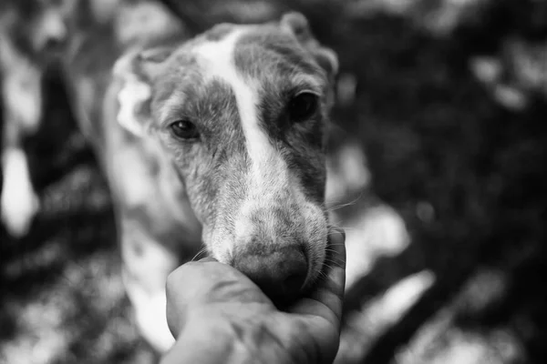 Welpen Hund Ruhegarten Tiere — Stockfoto