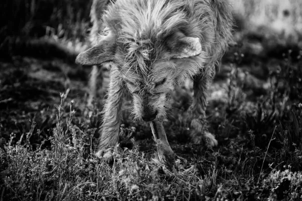 Caçador Cães Comendo Ossos Campo Animais Natureza — Fotografia de Stock