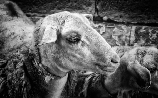 納屋の農場の動物 自然と飼育下での羊 — ストック写真