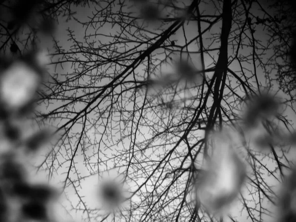 Albero Nella Foresta Paesaggio Naturale — Foto Stock