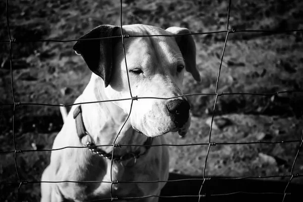 Ditinggalkan Anjing Kandang Hewan — Stok Foto