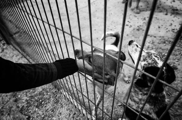 Verlaten Honden Kennel Dieren — Stockfoto