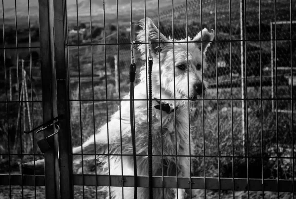 Verlassene Hunde Zwinger Tiere — Stockfoto