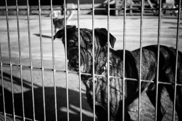 Cães Abandonados Canil Animais — Fotografia de Stock