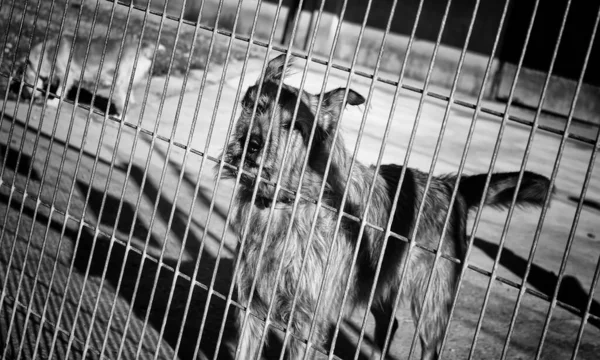 Perros Abandonados Perrera Animales —  Fotos de Stock