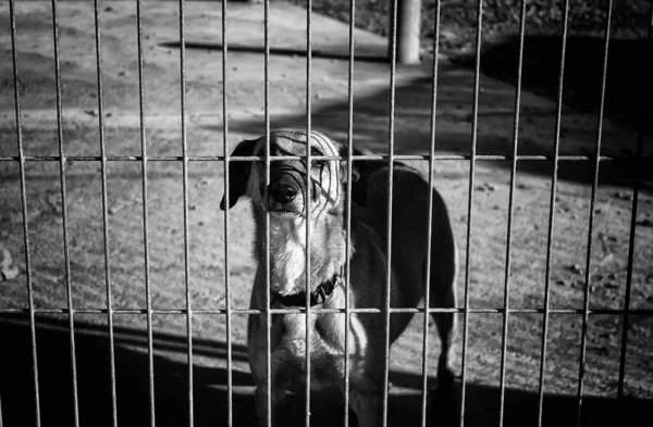 Kulübede Terk Edilmiş Köpekler Hayvanlar — Stok fotoğraf