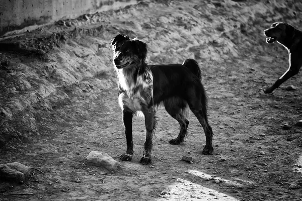 Chien Podenco Courant Dans Parc Naturel Animaux Domestiques Sport — Photo