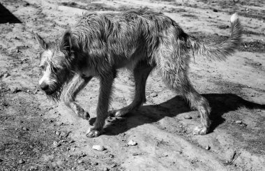 Kulübede terk edilmiş köpekler, hayvanlar.