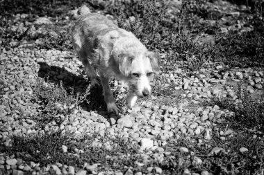 Podenco köpeği doğal parkta koşuyor, evcil hayvanlar ve spor