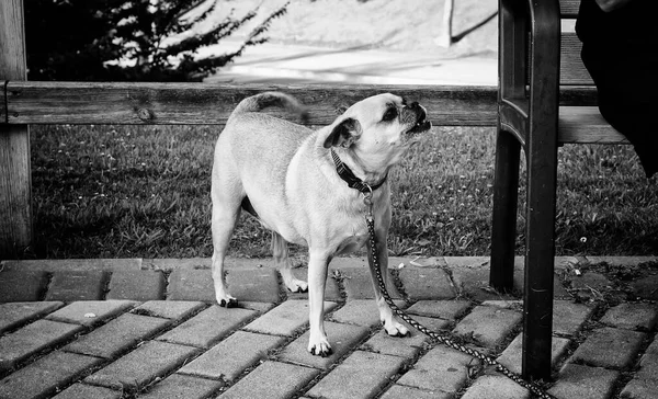 Perros Calle Con Gente Paseando Animales Naturaleza — Foto de Stock