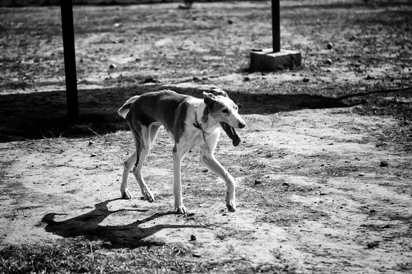 Kulübede Terk Edilmiş Köpekler Hayvanlar — Stok fotoğraf