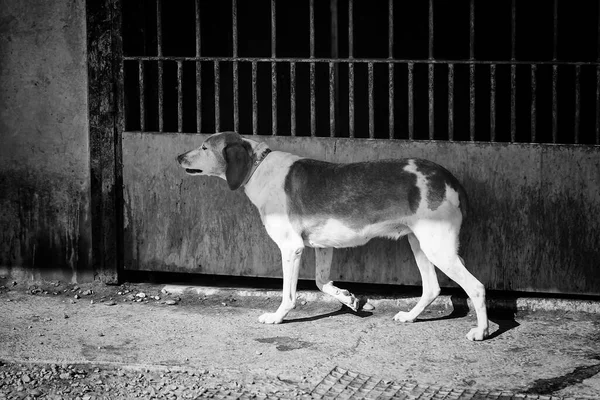 Perros Abandonados Perrera Animales —  Fotos de Stock