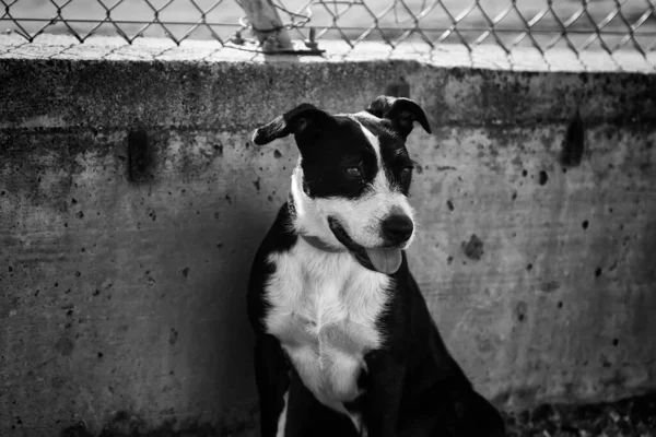 Verlassene Hunde Zwinger Tiere — Stockfoto