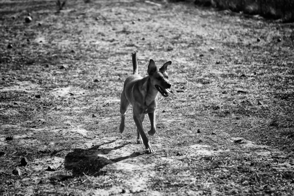 波登科犬在自然公园 家畜及体育活动中奔跑 — 图库照片