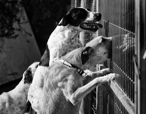 Abandoned dogs in the kennel, animals