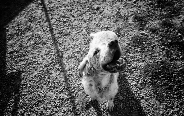 Chien Podenco Courant Dans Parc Naturel Animaux Domestiques Sport — Photo