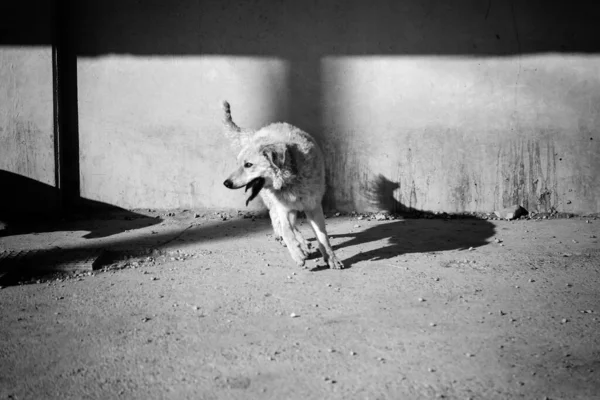 Cão Podenco Correndo Parque Natural Animais Domésticos Esporte — Fotografia de Stock