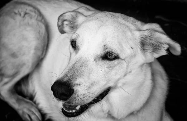 Perro Blanco Acostado Descansando Animales Felices Naturaleza —  Fotos de Stock