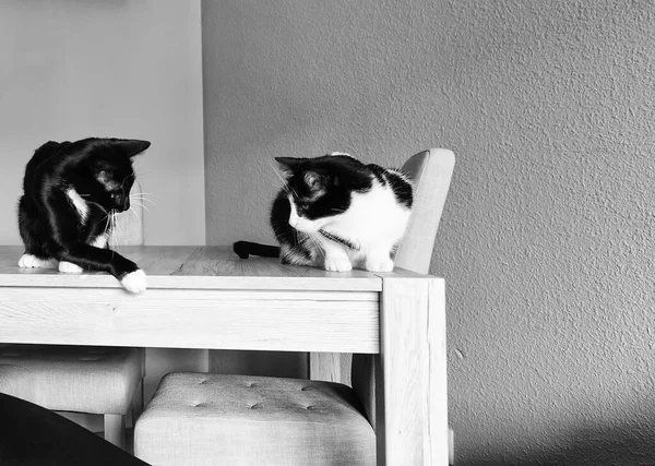 Gatos Domésticos Blancos Negros Animales Adoptados —  Fotos de Stock