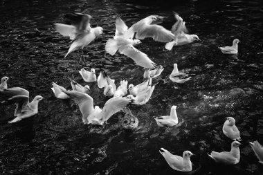 Denizin üzerinde uçan martılar, hayvanlar ve kuşlar