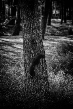Squirrel in forest eating fruits, wild animals