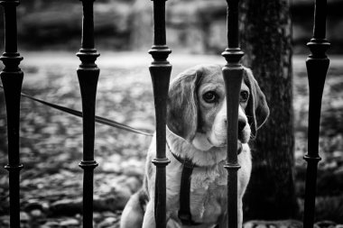 Kulübede terk edilmiş köpekler, hayvanlar.