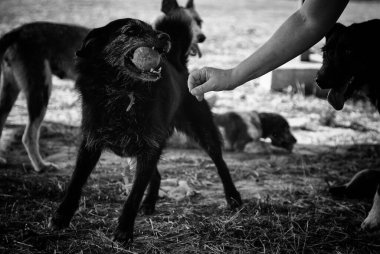 Köpek parkta top oynuyor, hayvan eğlencesi.