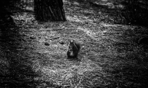 Wiewiórka Lesie Jedząca Owoce Dzikie Zwierzęta — Zdjęcie stockowe