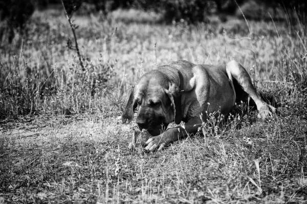 Cacciatore Cani Che Mangia Ossa Campo Animali Natura — Foto Stock