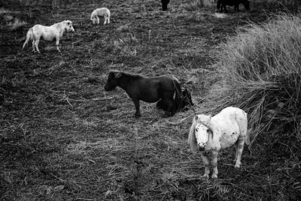 Poney Dans Champ Naturel Bétail Écurie Chevaux — Photo