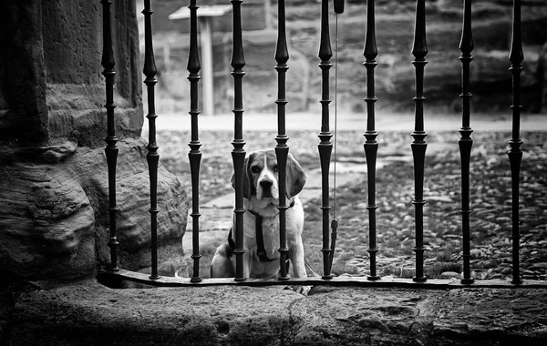 Perros Abandonados Perrera Animales —  Fotos de Stock