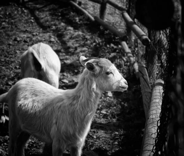 牧场动物中的羊 自然和圈养 — 图库照片