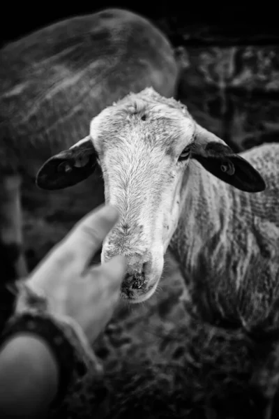 納屋の農場の動物 自然と飼育下での羊 — ストック写真