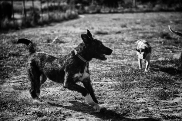 Perros Jugando Parque Animales Domésticos Naturaleza — Foto de Stock