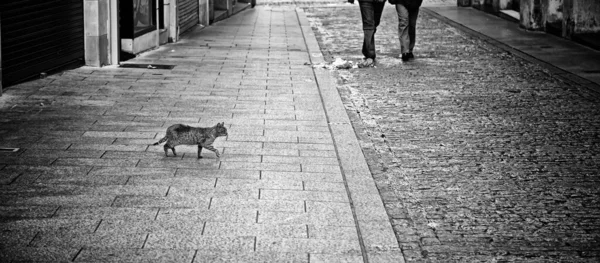 Брошенные Уличные Кошки Жестокое Обращение Животными Грусть — стоковое фото
